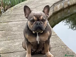 French Bulldog dogs Loving French Bulldog - Advert 1