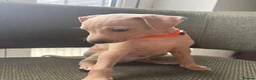 Italian Greyhound dogs for sale: Italian Greyhound & one quarter Whippet puppies  - Advert 7