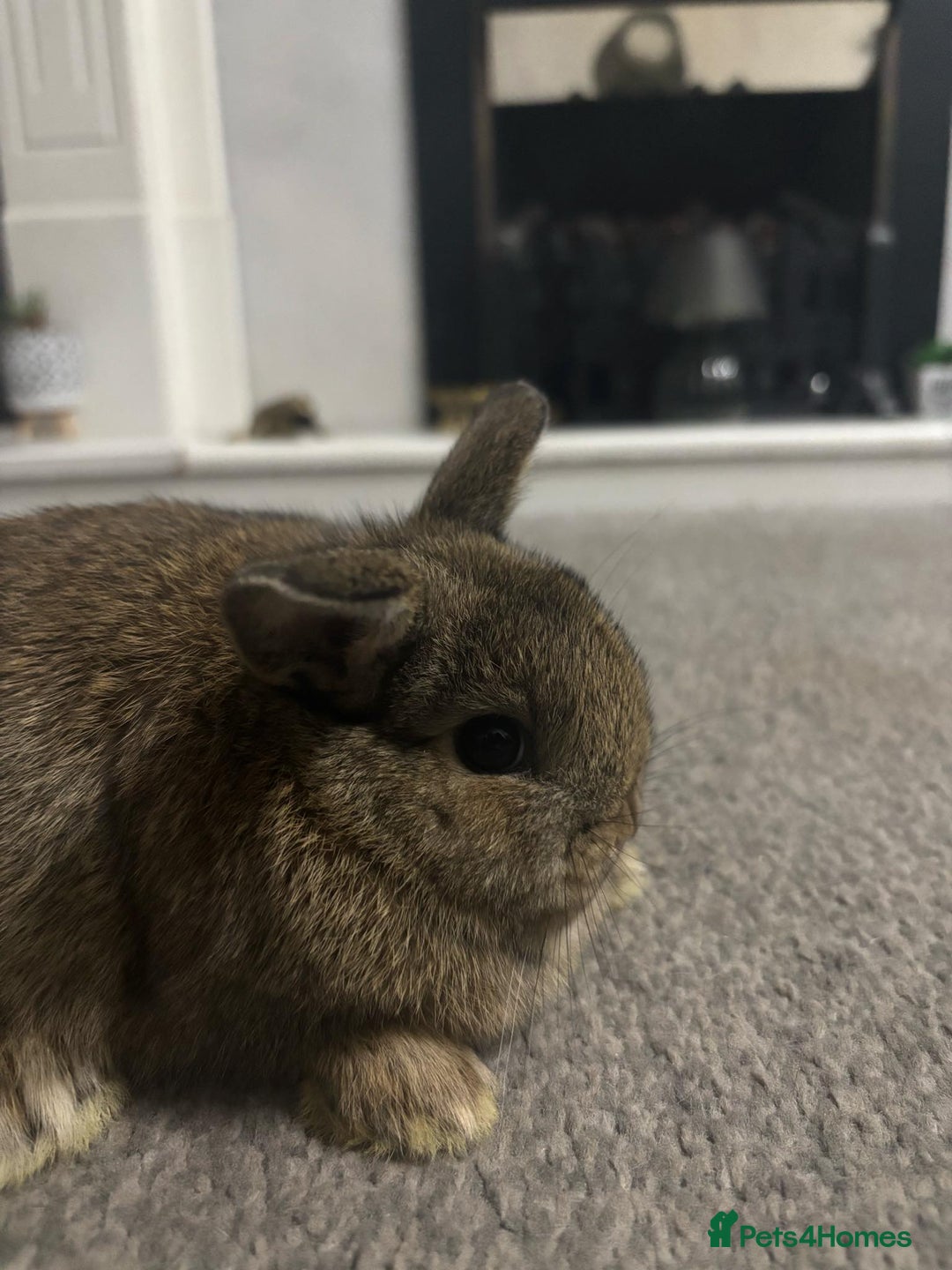 Netherland Dwarf rabbits for sale: netherland dwarf x minilop 5 black / brown rabbits - Image 19