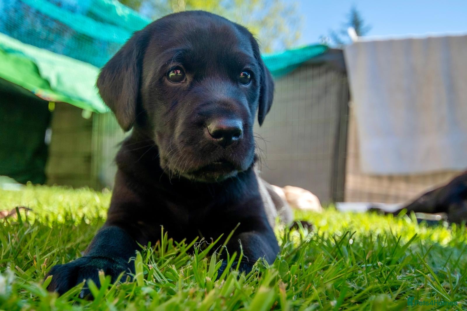 Labrador Retriever dogs One girl labrador KC puppy left  - Advert 18