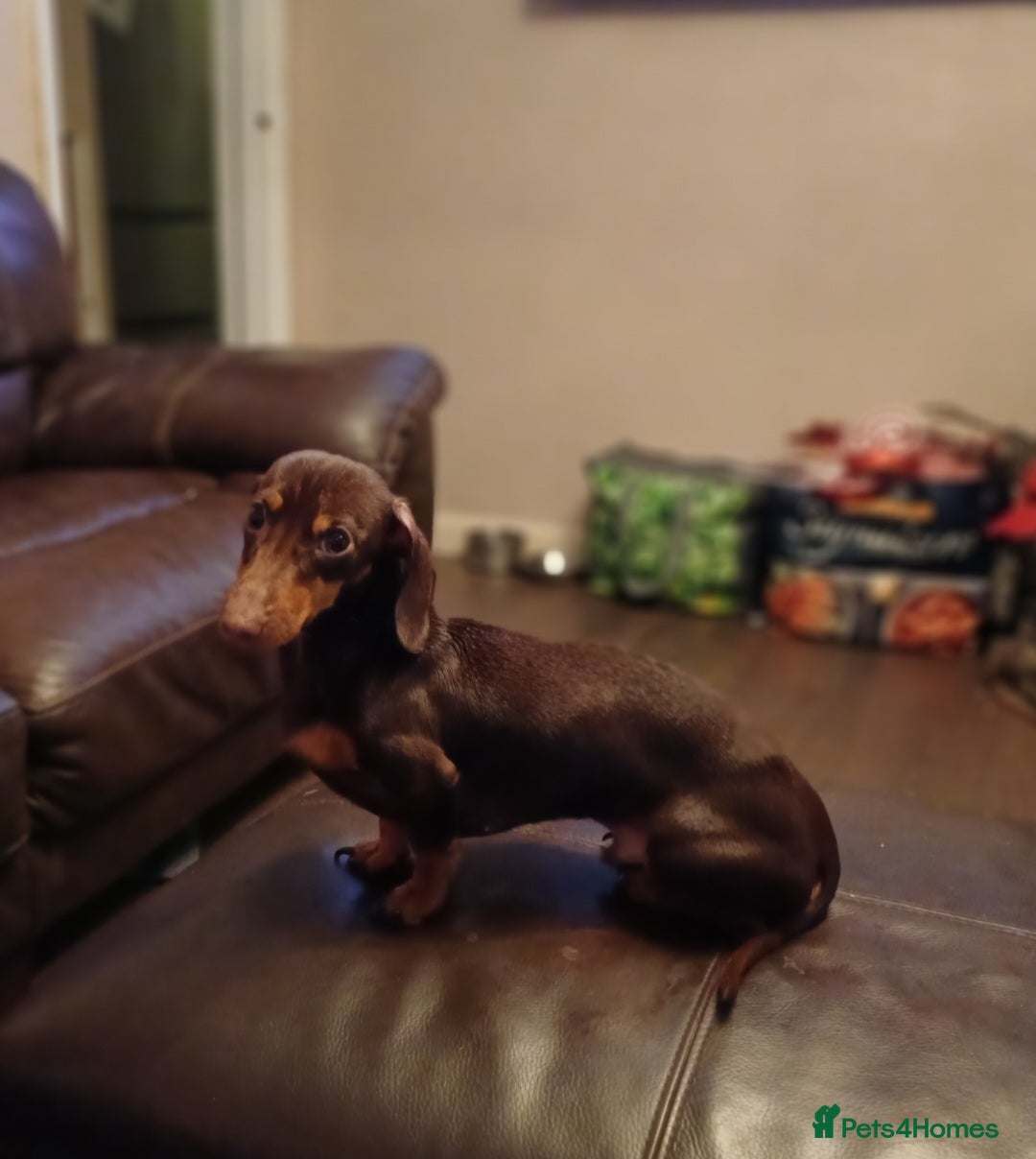 Miniature Dachshund dogs Experienced Choc & Tan Mini - KC Reg & DNA CLEAR - Advert 8