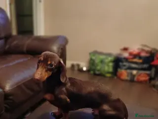 Miniature Dachshund dogs Experienced Choc & Tan Mini - KC Reg & DNA CLEAR - Advert 1