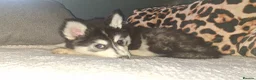Pomsky dogs for sale: ❤️ G E O R G E O U S POMSKY PUPPIES READY TODAY ❤️ - Advert 9