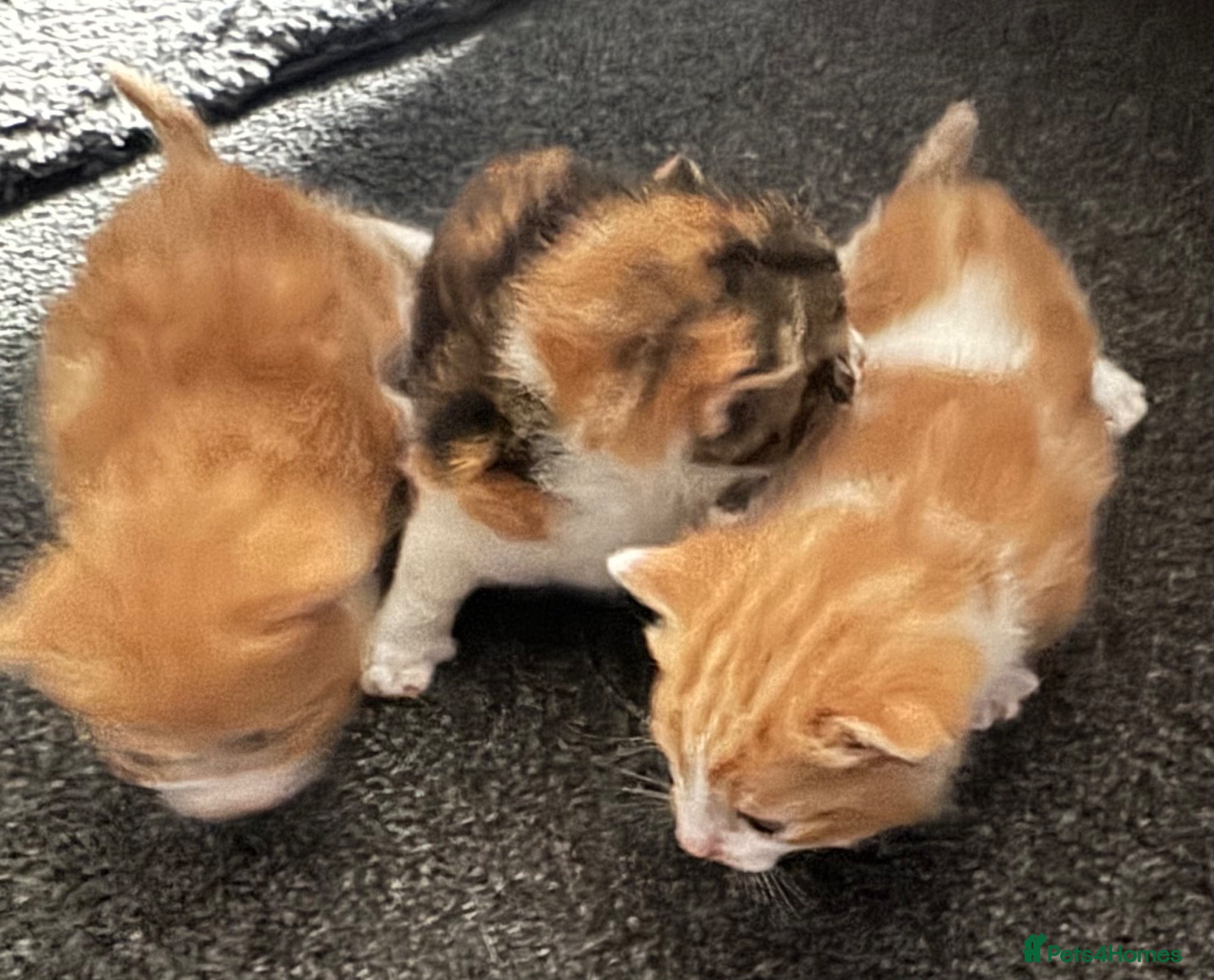 Mixed Breed cats 3 Gorgeous Kittens for sale - Advert 3