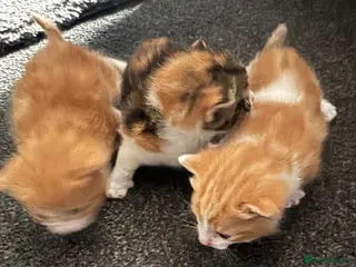 Mixed Breed cats 3 Gorgeous Kittens for sale - Advert 3