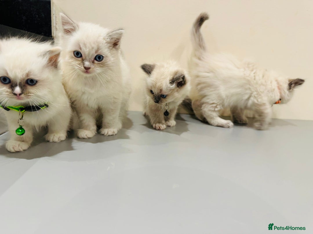 Ragdoll cats for sale: Adorable Pure Ragdoll Kittens - Advert 3