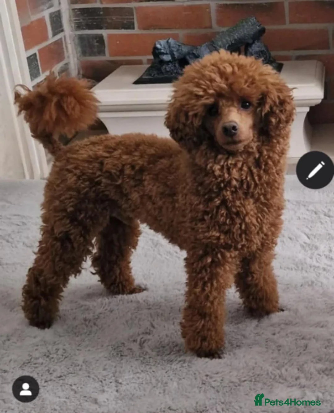 Toy Poodle dogs for stud: RUSSIAN RED TOY POODLE FOR STUD in Morpeth - Advert 1