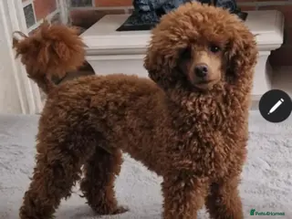 Toy Poodle dogs RUSSIAN RED TOY POODLE FOR STUD in Morpeth - Advert 19