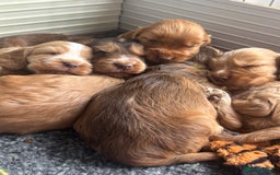 Cocker Spaniel dogs for sale: KC REGISTERED SHOW-TYPE COCKERS - Image 6