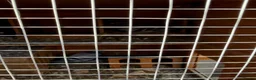 Pigeons birds for sale: Racing Pigeons in Rotherham - Advert 2