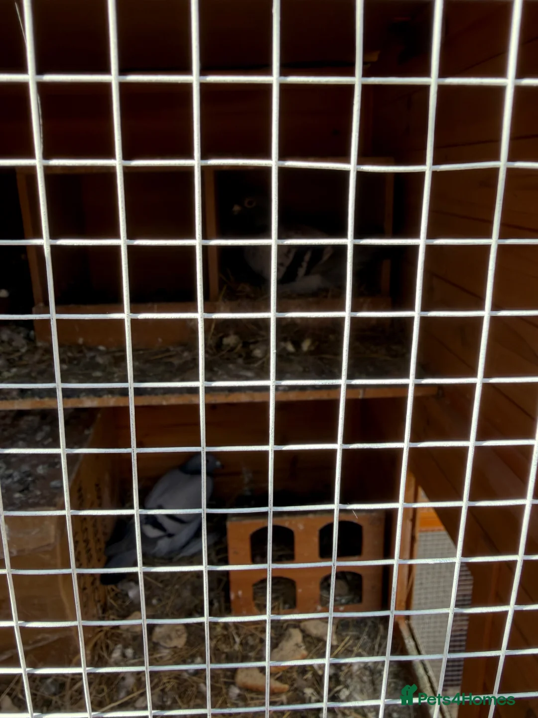 Pigeons birds for sale: Racing Pigeons in Rotherham - Advert 2