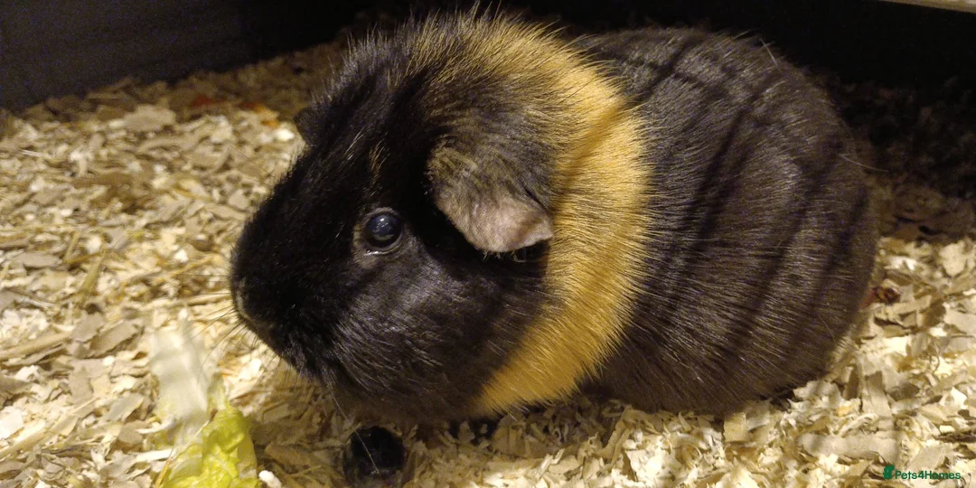 Guinea Pig rodents for sale: Guinea pig for sale + food and bedding - Advert 3