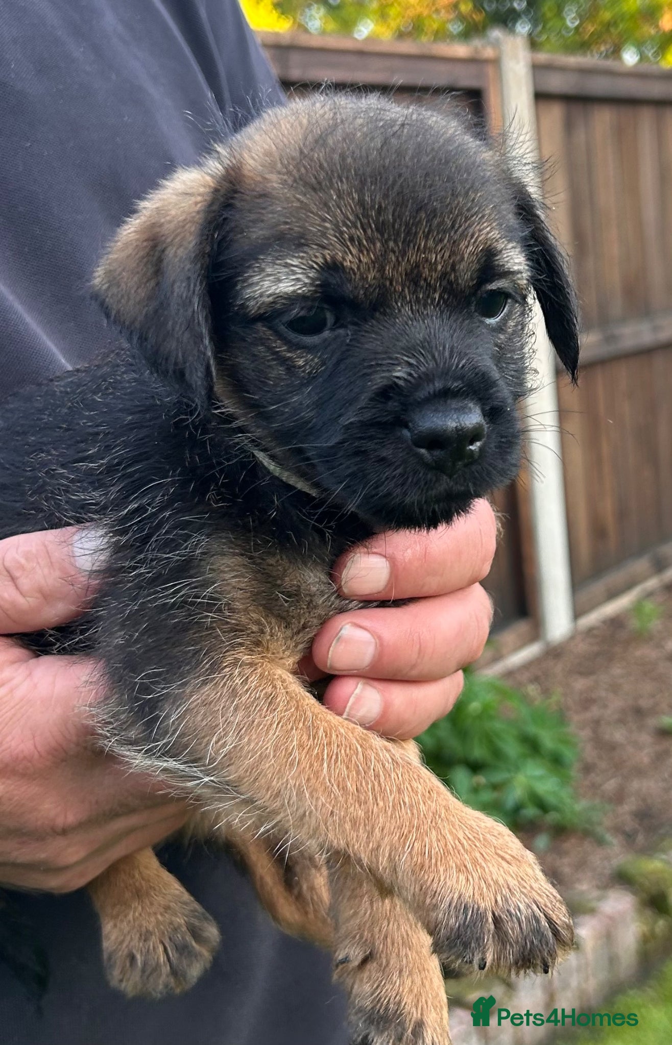 Border Terrier dogs KC reg Border terrier puppies  - Advert 1