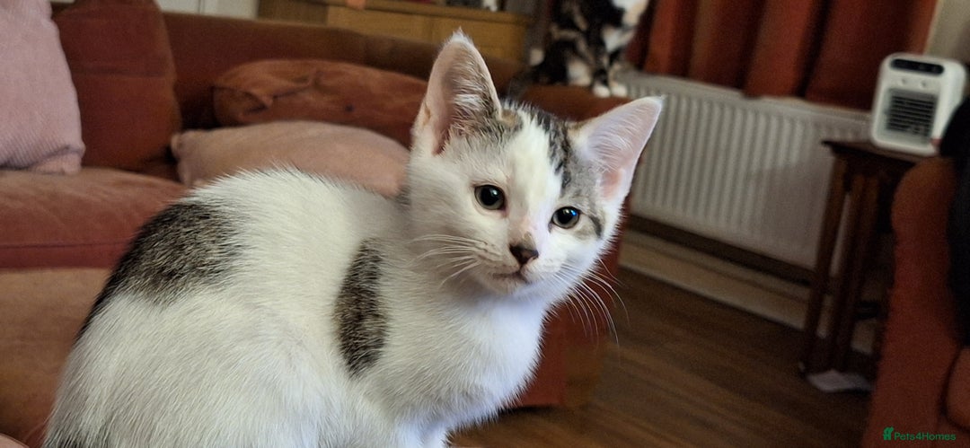 Mixed Breed cats for sale: Beautiful half ragdoll kittens for sale - Advert 4