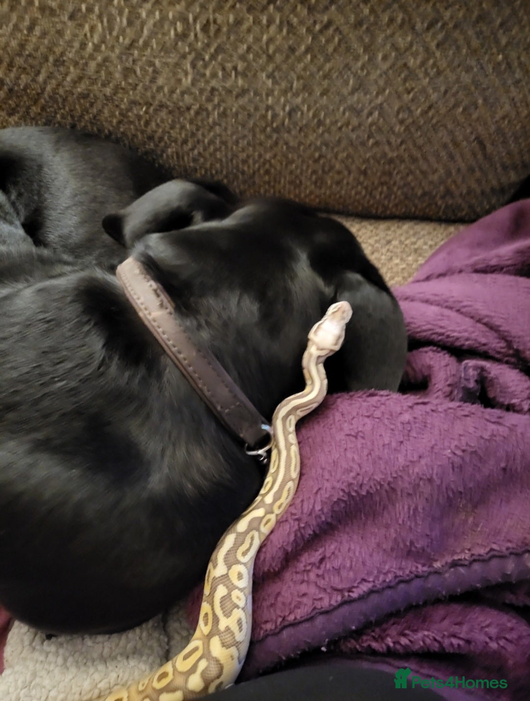 Python Snake reptiles for sale: Male Banana Pastel Python - Image 4