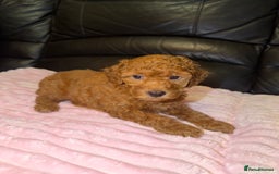 Toy Poodle dogs for sale: KC REG Purebred Stunning Toy Poodle Pups❤️  - Image 8