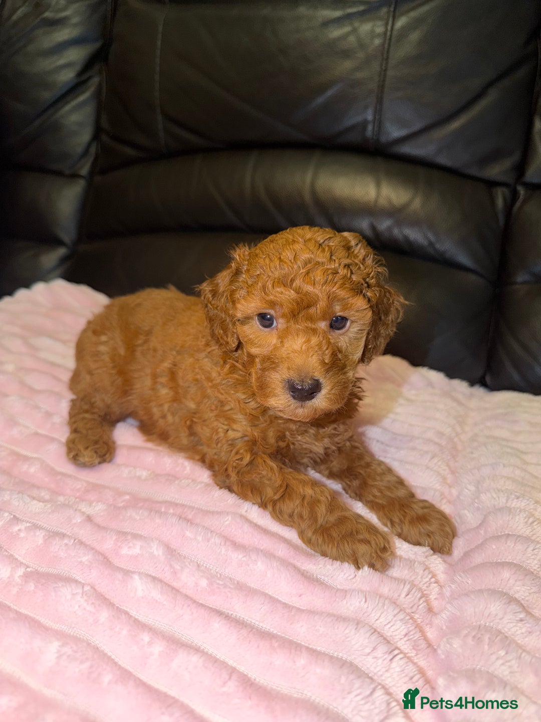 Toy Poodle dogs for sale: KC REG Purebred Stunning Toy Poodle Pups❤️  - Image 8