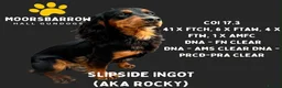 Cocker Spaniel dogs for sale: Gorgeous working cocker spaniel puppies - Advert 4