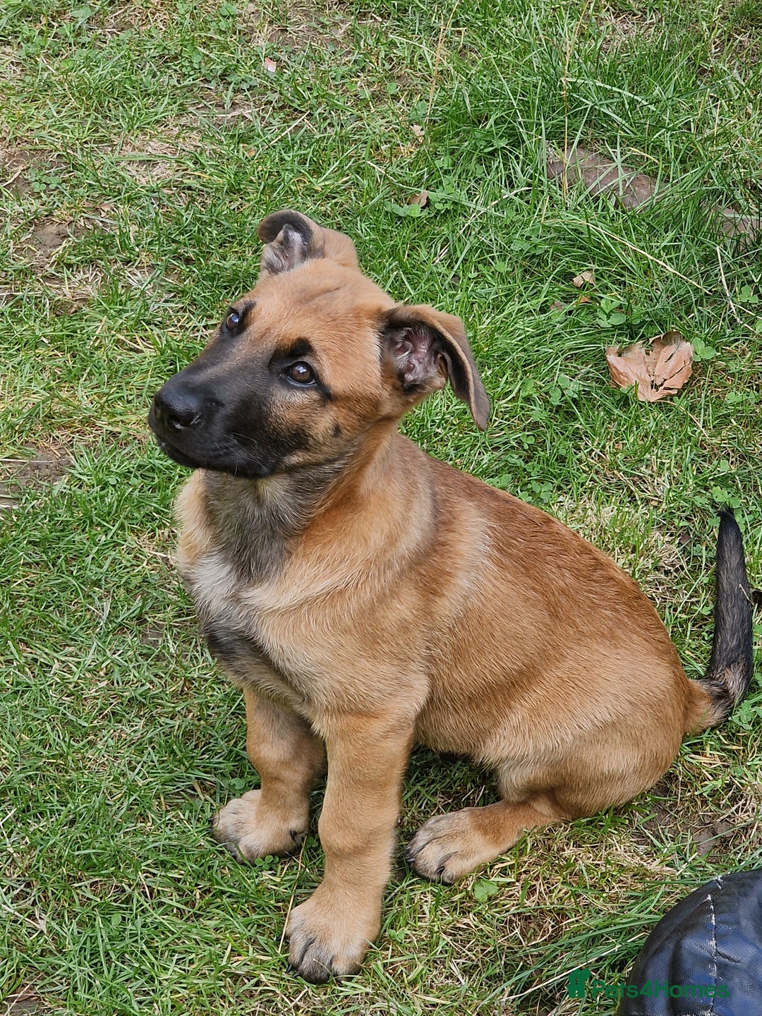 Belgian Shepherd Dog dogs for sale: Belgian malinois puppy - Image 2