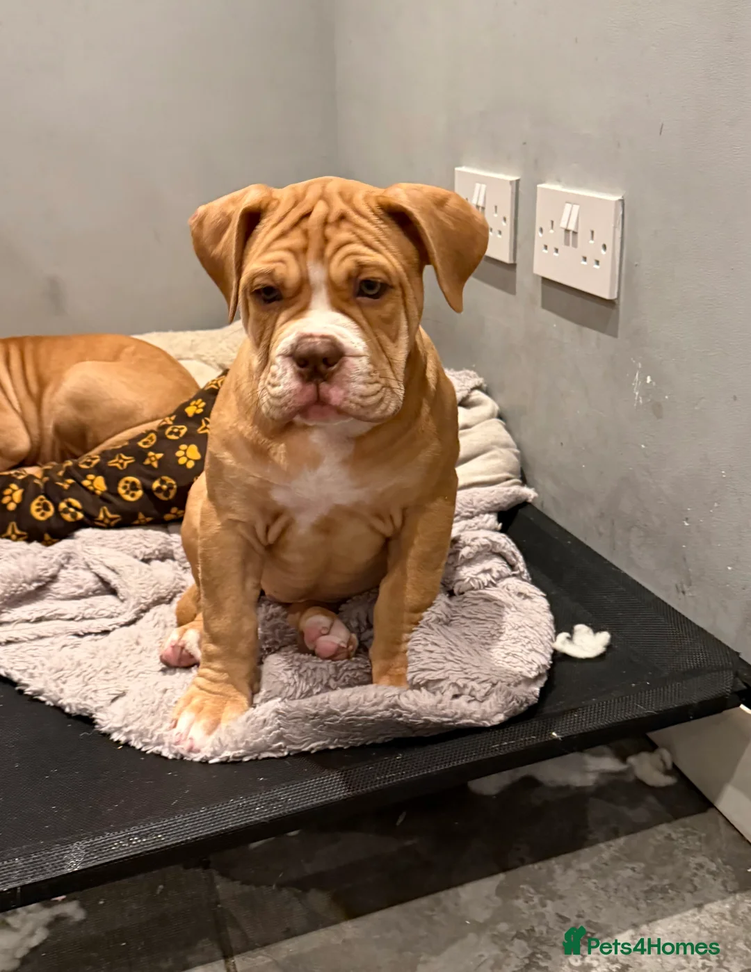 Old Tyme Bulldog dogs for sale: Olde Tyme Bulldogs  - Advert 6