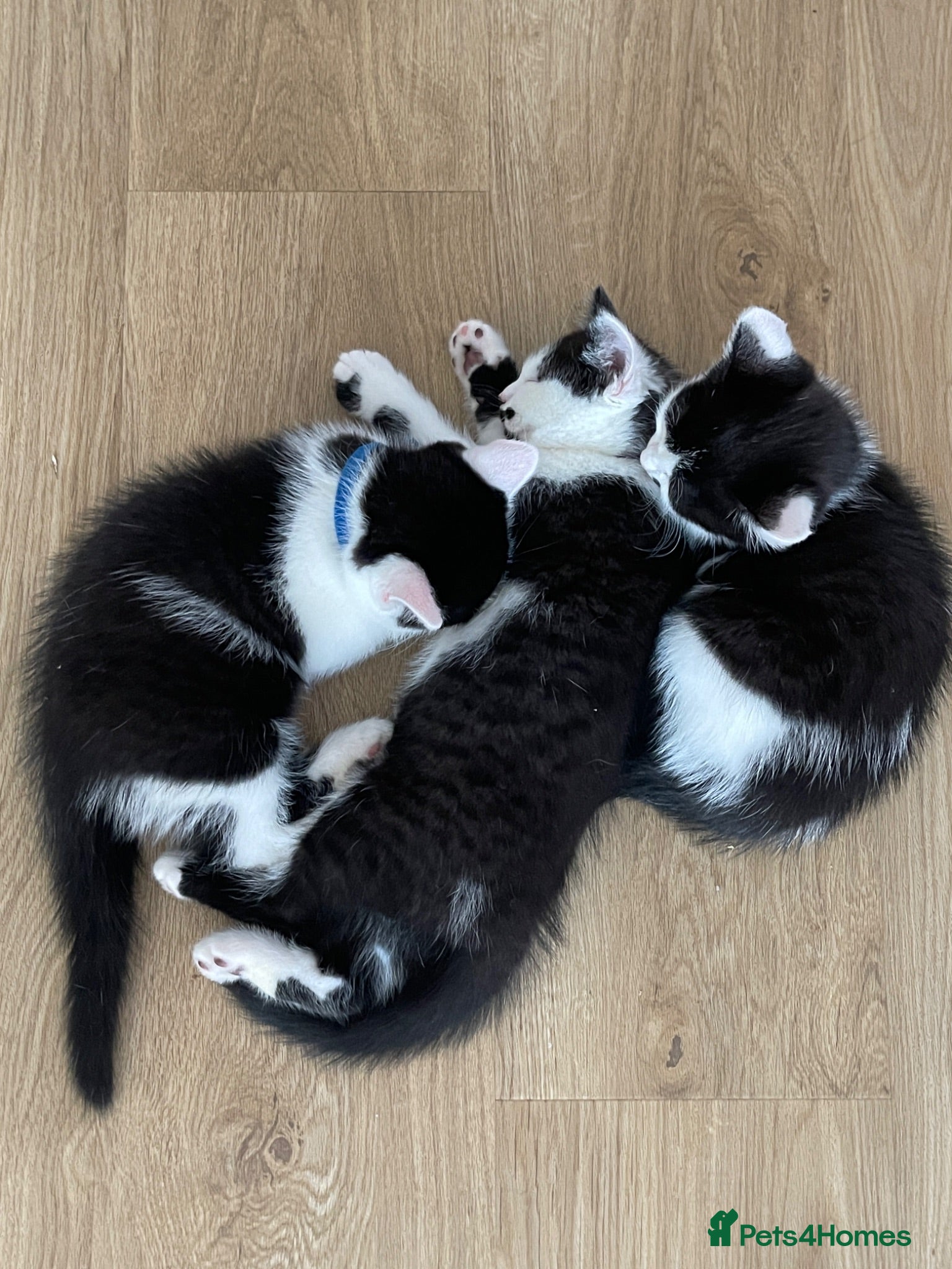 Mixed Breed cats Beautiful Half British Shorthair Kittens 🐾  - Advert 1