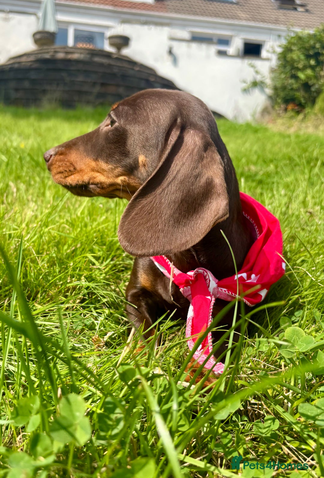 Miniature Dachshund dogs for sale: BEAUTIFUL KC REG & PRA CLEAR MINIS - 0% inbreeding - Image 19