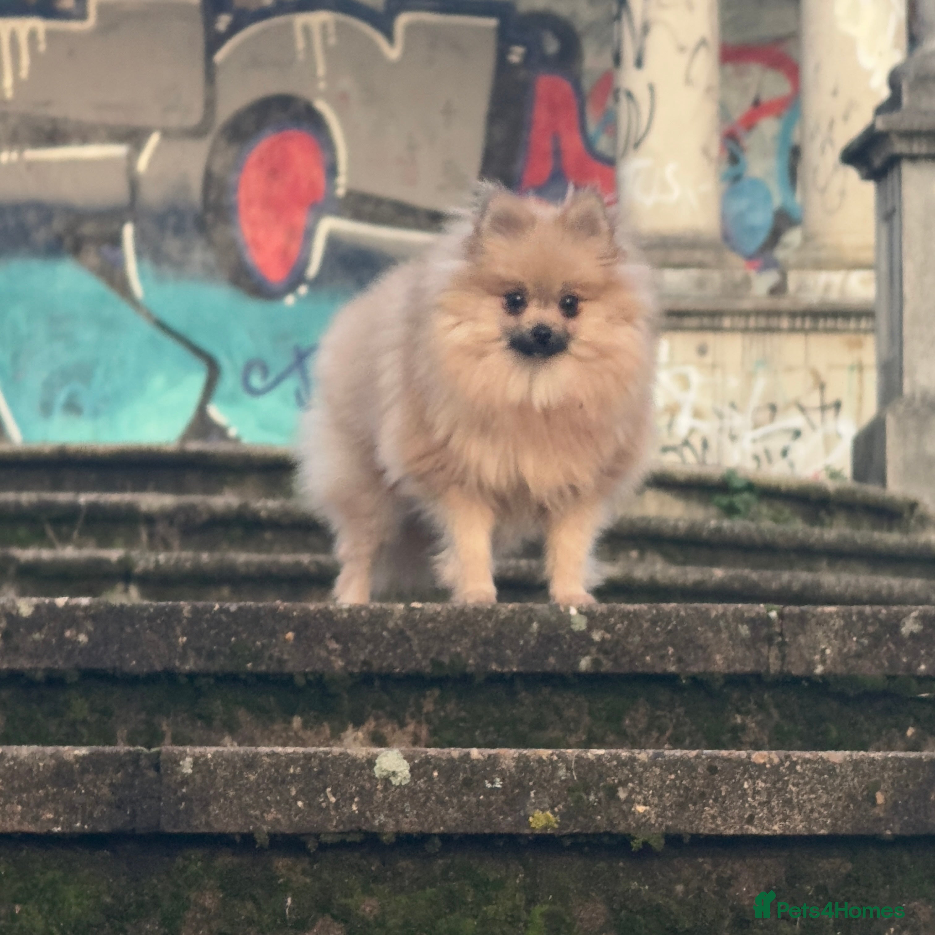 Pomeranian dogs Gorgeous mini Pom girl - Advert 5