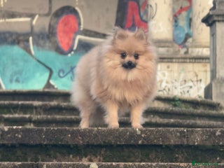 Pomeranian dogs Gorgeous mini Pom girl - Advert 5