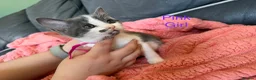 Mixed Breed cats for sale: 9 beautiful kitten  - Advert 6