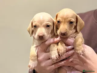 Miniature Dachshund dogs KC miniature dachshunds - Advert 8