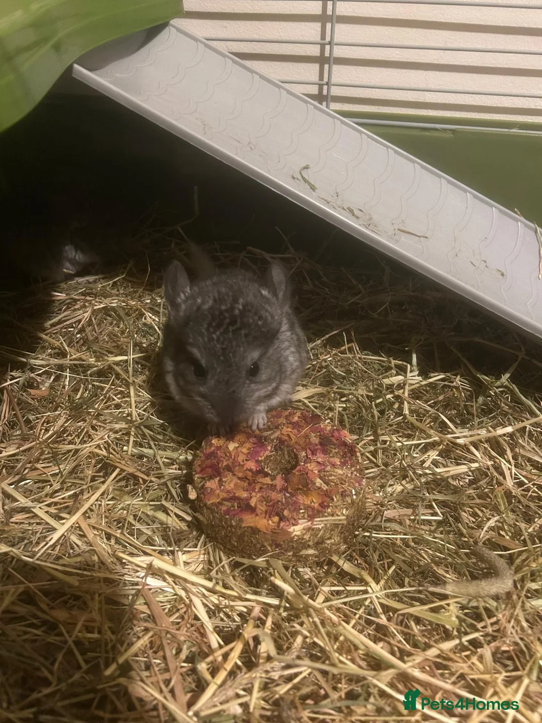 Chinchilla rodents for sale: 3 baby chinchillas for sale - Advert 3