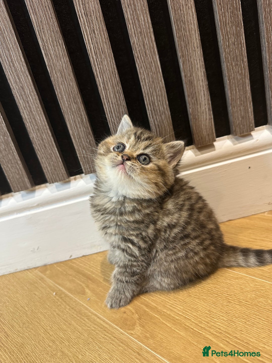 British Shorthair cats for sale: Gorgeous Brown Tabby BSH Kittens - Advert 18