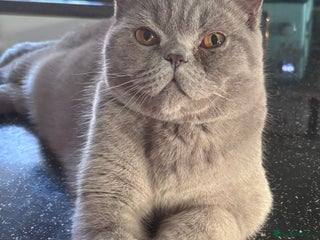 British Shorthair cats British Shorthair Male - Advert 2