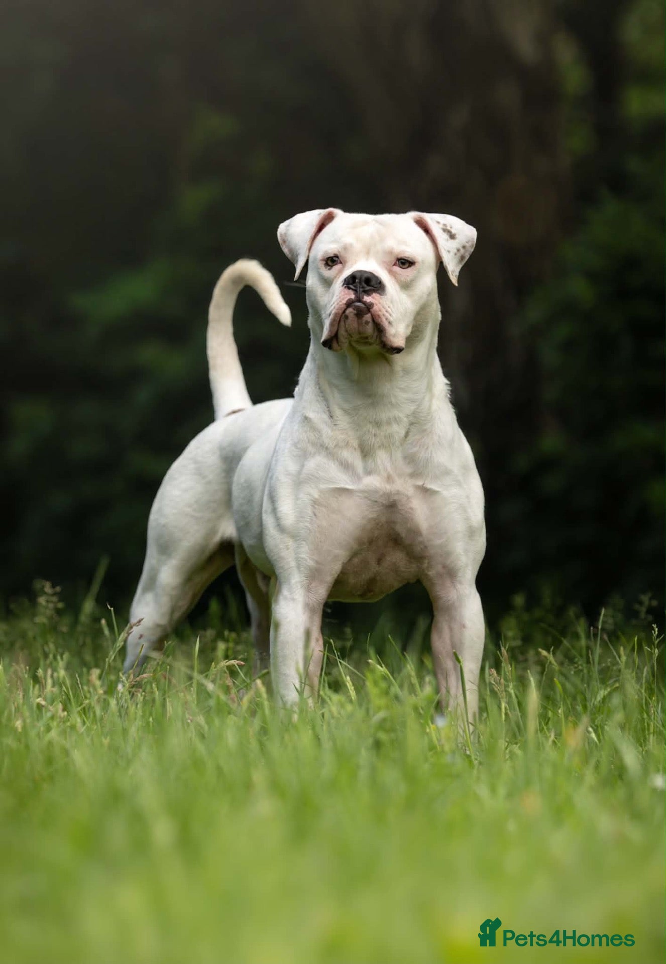 American Bulldog dogs Female American bulldog  - Advert 4