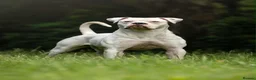 American Bulldog dogs for sale: Last male American bulldog puppy  - Advert 11