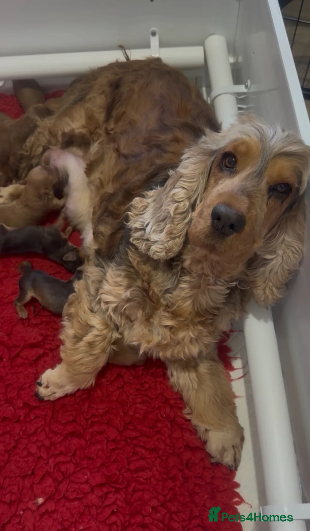 Cockapoo dogs for sale: F1 cockapoos  - Advert 5