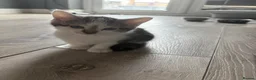 Mixed Breed cats for sale: Three Playful Kittens Looking for Loving Homes - Advert 4