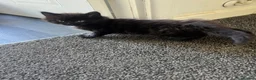 Mixed Breed cats for sale: 🐾 Lovely Kittens Looking for a Loving Home 🐾 - Advert 16