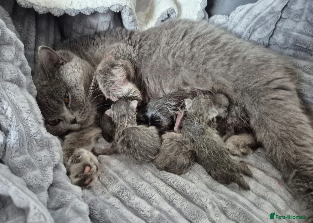 British Shorthair cats for sale: 💙 LAST BLUE BRITISH SHORTHAIR BOY AVAILABLE 💙 - Advert 2