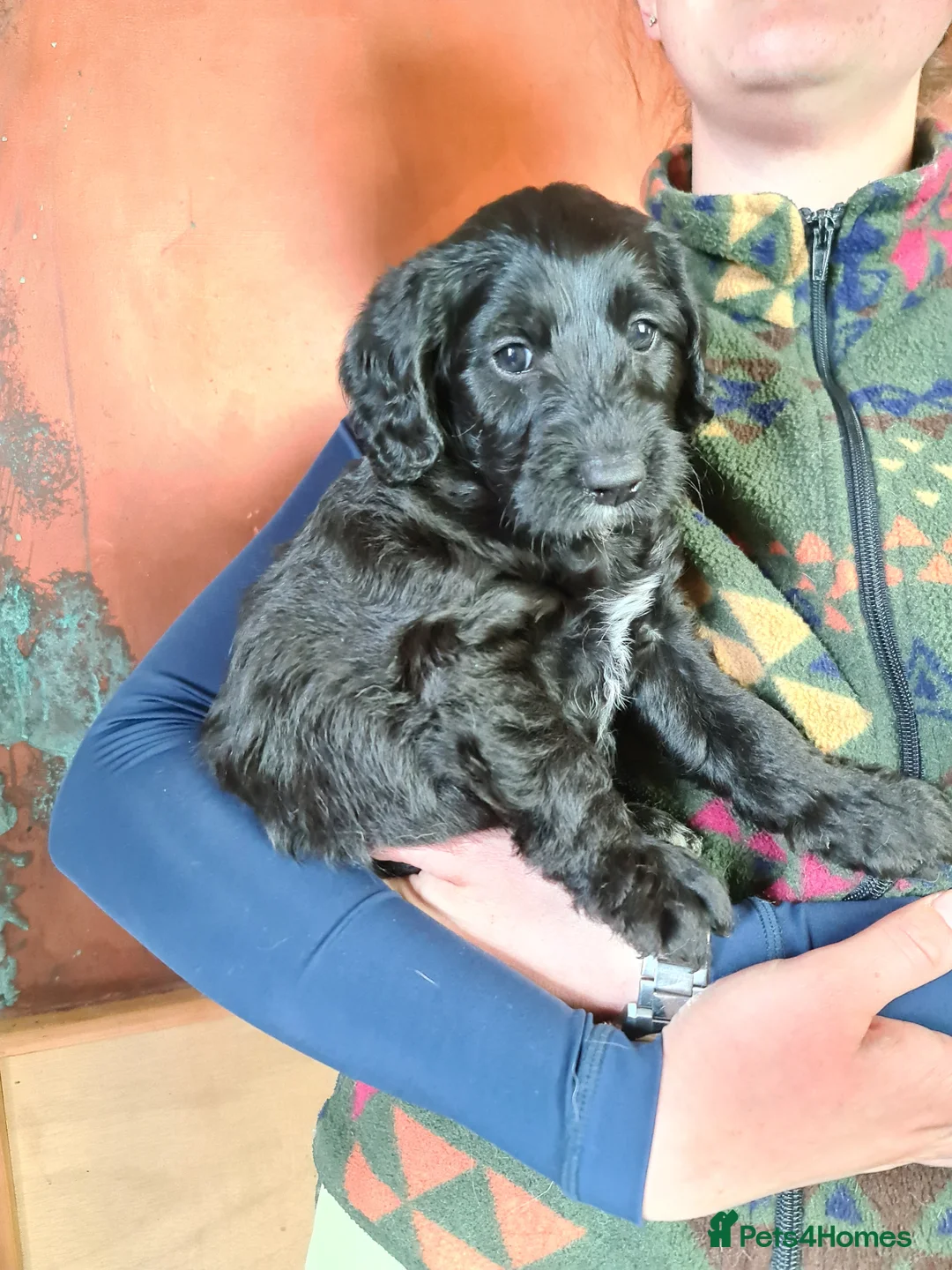 Labradoodle dogs for sale: Beautiful Miniature Labradoodle Puppies for Sale - Advert 34