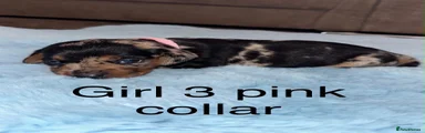 Miniature Dachshund 3