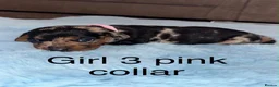 Miniature Dachshund dogs for sale: Miniature dachshund puppies - Advert 13