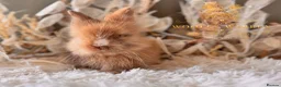 Lionhead rabbits for sale: Beautiful Fully Vaccinated Lionheads! - Advert 19