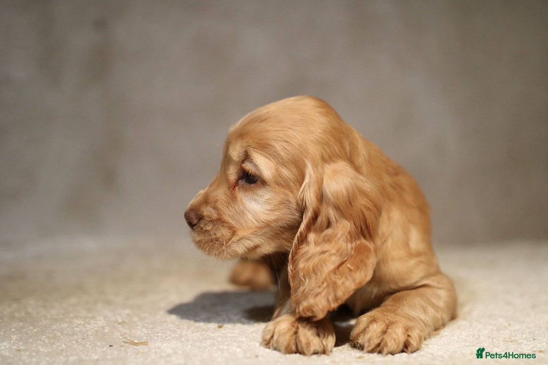 Cocker Spaniel dogs for sale: Beautiful litter of KC reg show type cockers  - Advert 14
