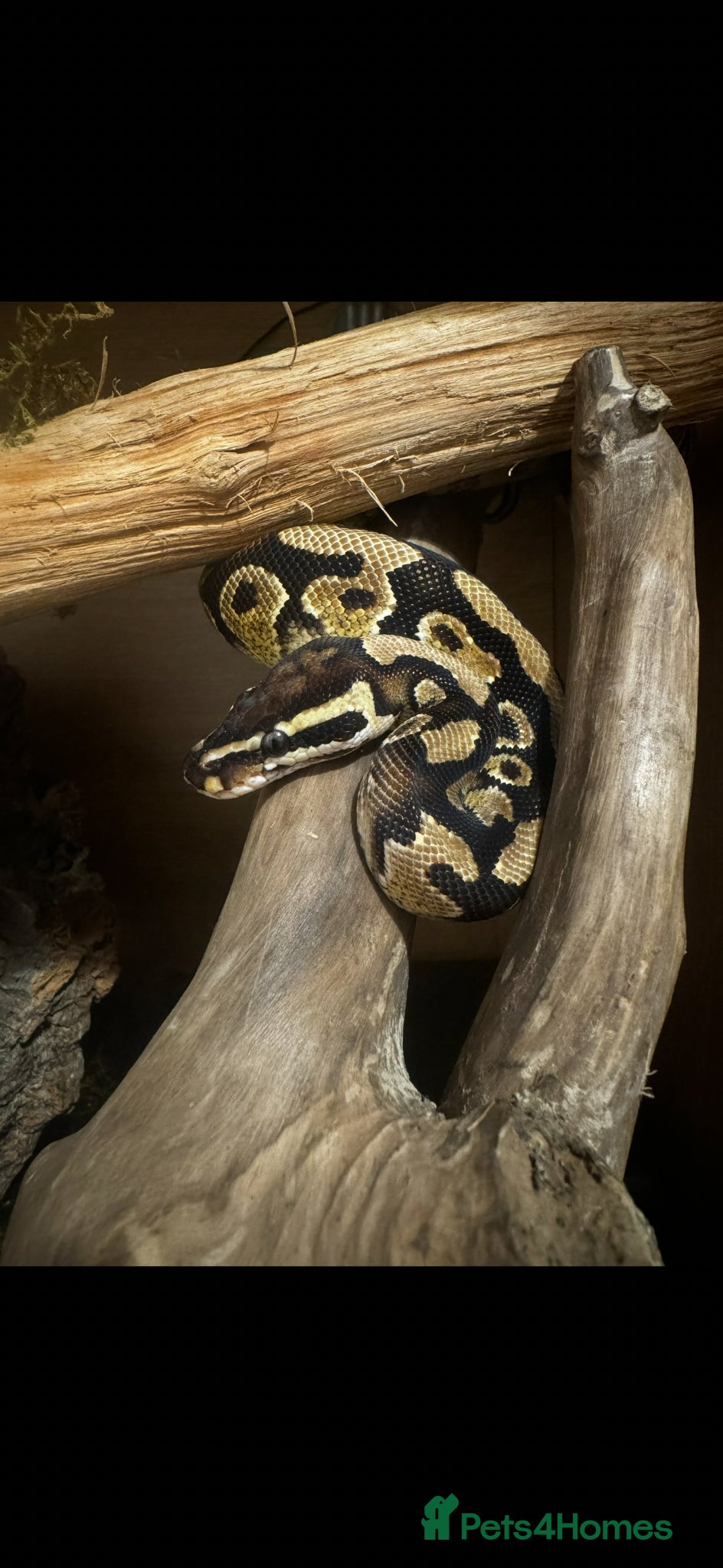 Python Snake reptiles Yellow belly ball python   - Advert 2