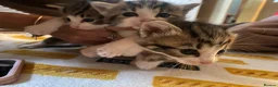 Mixed Breed cats for sale: 6 beautiful kittens ready on the 2nd may - Advert 2