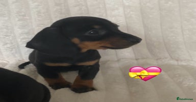 Miniature Dachshund dogs - Advert 4