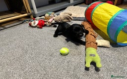 Cocker Spaniel dogs for sale: Beautiful show type puppies  - Image 13