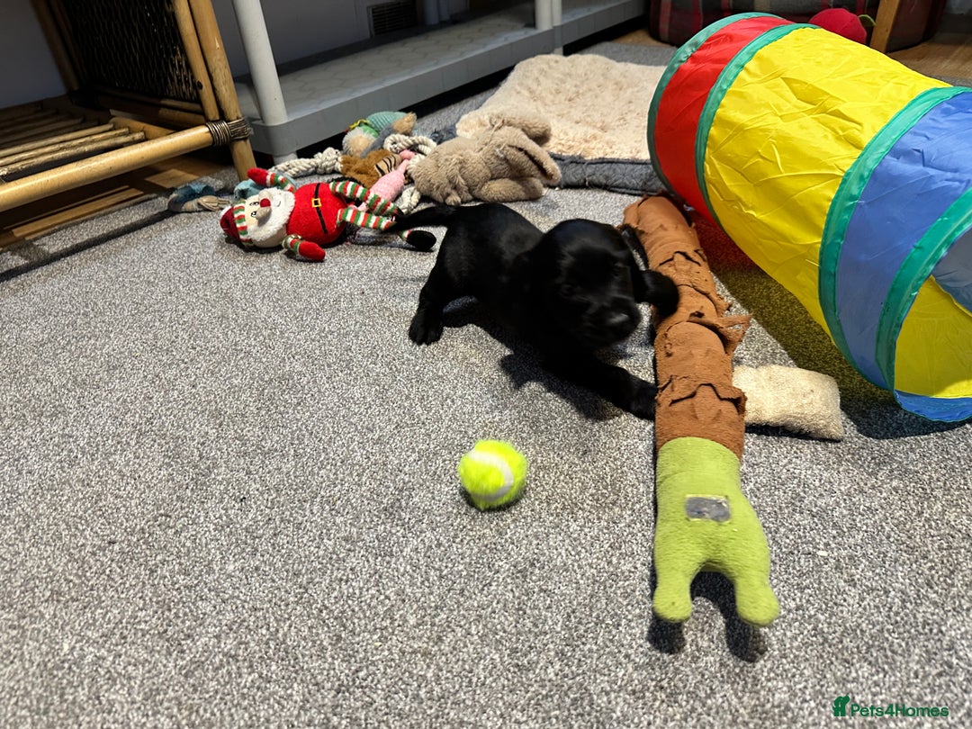 Cocker Spaniel dogs for sale: Beautiful show type puppies  - Image 13