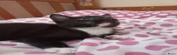 Mixed Breed cats for sale: Beautiful kittens for sale  - Advert 8